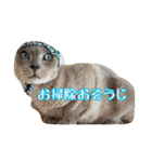 Tonkinese Cat Tom 5（個別スタンプ：31）