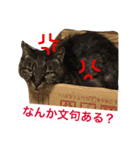 うちの猫Part2（個別スタンプ：3）