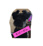 シュナ＆トイプーの日常言葉（個別スタンプ：2）