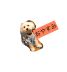 シュナ＆トイプーの日常言葉（個別スタンプ：5）