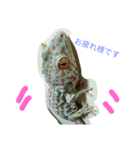 tokaygeckos（個別スタンプ：1）