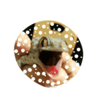 tokaygeckos（個別スタンプ：2）