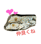 tokaygeckos（個別スタンプ：3）