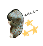 tokaygeckos（個別スタンプ：4）