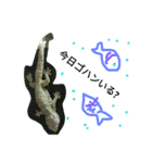 tokaygeckos（個別スタンプ：5）