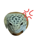 tokaygeckos（個別スタンプ：7）
