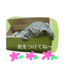 tokaygeckos（個別スタンプ：8）