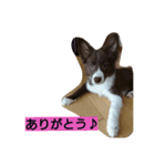 愛犬アテナのスタンプです。（個別スタンプ：4）