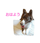 愛犬アテナのスタンプです。（個別スタンプ：5）