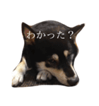黒柴まろちゃん・日常会話編1（個別スタンプ：6）