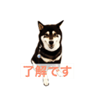 黒柴まろちゃん・日常会話編1（個別スタンプ：7）