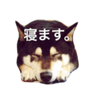黒柴まろちゃん・日常会話編1（個別スタンプ：8）