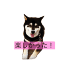 黒柴まろちゃん・日常会話編1（個別スタンプ：9）