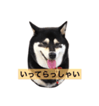 黒柴まろちゃん・日常会話編1（個別スタンプ：11）