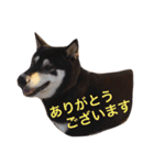 黒柴まろちゃん・日常会話編1（個別スタンプ：12）