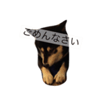 黒柴まろちゃん・日常会話編1（個別スタンプ：13）