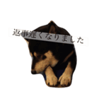 黒柴まろちゃん・日常会話編1（個別スタンプ：14）