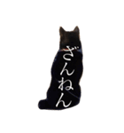 黒柴まろちゃん・日常会話編1（個別スタンプ：16）