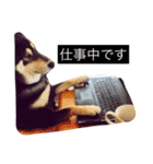 黒柴まろちゃん・日常会話編1（個別スタンプ：17）