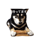 黒柴まろちゃん・日常会話編1（個別スタンプ：19）