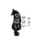黒柴まろちゃん・日常会話編1（個別スタンプ：22）
