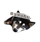 黒柴まろちゃん・日常会話編1（個別スタンプ：36）