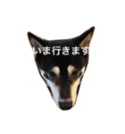 黒柴まろちゃん・日常会話編1（個別スタンプ：37）