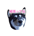 黒柴まろちゃん・日常会話編1（個別スタンプ：38）
