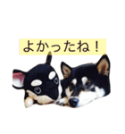 黒柴まろちゃん・日常会話編1（個別スタンプ：39）
