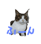 猫のアーニャくん（個別スタンプ：1）