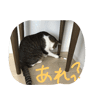 猫のアーニャくん（個別スタンプ：2）