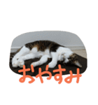猫のアーニャくん（個別スタンプ：4）