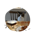 猫のアーニャくん（個別スタンプ：5）
