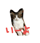 猫のアーニャくん（個別スタンプ：6）
