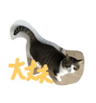 猫のアーニャくん（個別スタンプ：9）