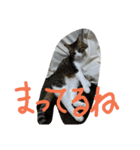 猫のアーニャくん（個別スタンプ：10）
