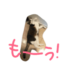 猫のアーニャくん（個別スタンプ：11）