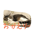 猫のアーニャくん（個別スタンプ：13）