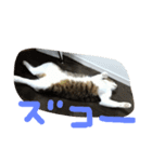 猫のアーニャくん（個別スタンプ：14）