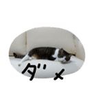 猫のアーニャくん（個別スタンプ：15）
