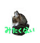 猫のアーニャくん（個別スタンプ：16）