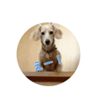 愛犬ダックスのサラちゃん（個別スタンプ：11）