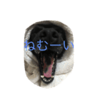 犬犬犬犬（個別スタンプ：2）