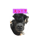 犬犬犬犬（個別スタンプ：7）