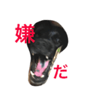 犬犬犬犬（個別スタンプ：11）