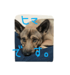 雑種犬  半兵衛  ④（個別スタンプ：4）