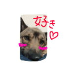 雑種犬  半兵衛  ④（個別スタンプ：6）