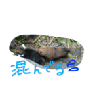 雑種犬  半兵衛  ④（個別スタンプ：10）