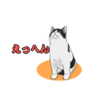 ツン猫アレックス（個別スタンプ：3）