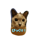 不思議な頭頂部の猫トンキニーズのトム（個別スタンプ：16）